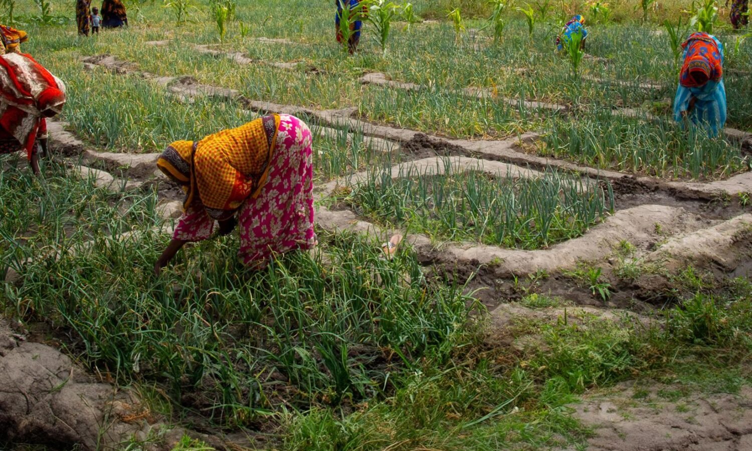 Agriculture au Tchad – agricultrice travaillant dans une exploitation agricole