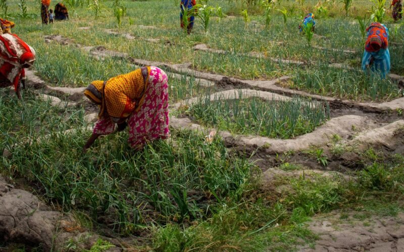 Agriculture au Tchad – agricultrice travaillant dans une exploitation agricole