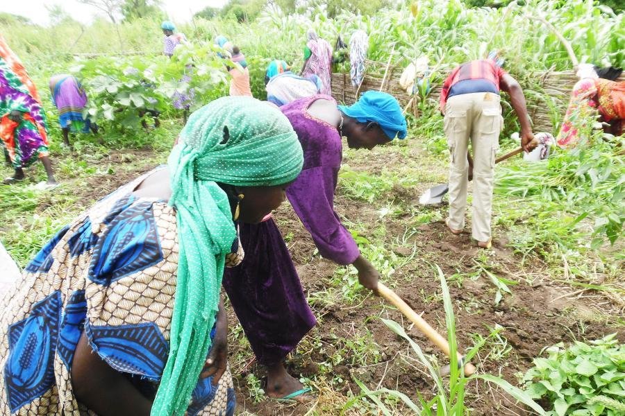 Agriculture au Tchad – agricultrice travaillant dans une exploitation agricole